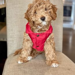 Goldendoodle Puppies from Stella’s Mini Doodles