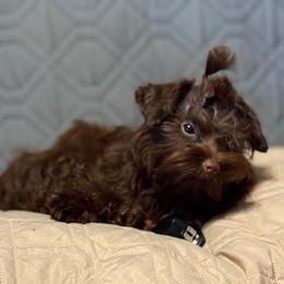 Knoxville - Liver male Yorkshire Terrier puppy in Dallas, Texas from JBzPawz