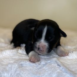 Doritos - Black tri male Toy Australian Shepherd puppy in Riverton, Utah from Iron Spirit Homestead & Aussies