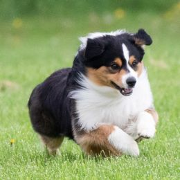 Miniature American Shepherds from Sherwood Miniature American Shepherds