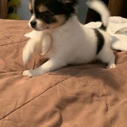 Chihuahua Puppies from Wee Lil’Rascals