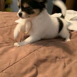 Chihuahua Puppies from Wee Lil’Rascals