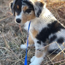 Australian Shepherd Puppies from Mika’s Aussies