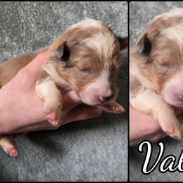 Valor - Sable merle and white female Shetland Sheepdog puppy in Lebanon, Tennessee from Henotic Homestead's Shetland Sheepdogs