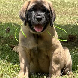Mastiff Puppies from Beaver Creek Mastiffs
