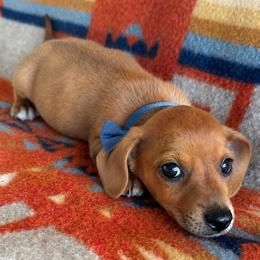 READY TO GO Twix - Chocolate male Dachshund puppy in Okeechobee, Florida from HotShot Kennels