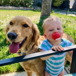 Paisley - Golden Retriever
