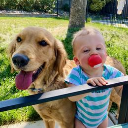 Paisley - Golden Retriever