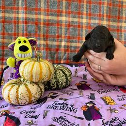 Grim - Black male Poodle puppy in Jacksonville, Florida from Creek Side Kennels