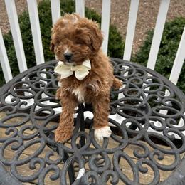 Hendrix - Red male Cavapoo puppy in Mint Hill, North Carolina from DoodleForever