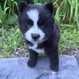 Nova - Black and white female Pomsky puppy in Ravena, New York from Osiris’s Siberians & Pomskies