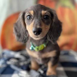 Elvira - Dachshund