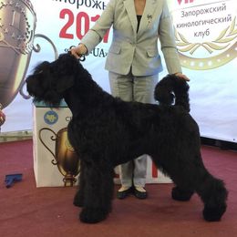 Donya - Black Russian Terrier