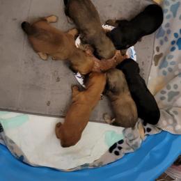 Dachshund Puppies from CLARK'S BREEDING PROGRAM
