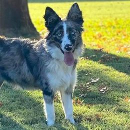 Australian Shepherds from Capp’s Kennel