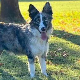 Australian Shepherds from Capp’s Kennel
