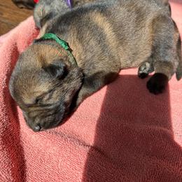 P'Green Male 3 - Sable male German Shepherd puppy in Alum Creek, West Virginia from Stay Wild K9