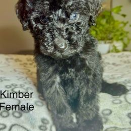 Kimber F - Black female Labradoodle puppy in Kingston, Georgia from CC Familydoodles
