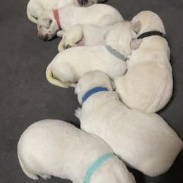 Labrador Retriever Puppies from Triple Threat Labradors