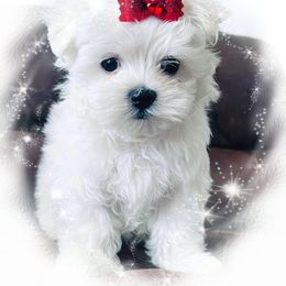 Maltese Puppies from Rockin Rivers AKC Maltese & Malshi's