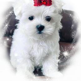 Maltese Puppies from Rockin Rivers AKC Maltese & Malshi's