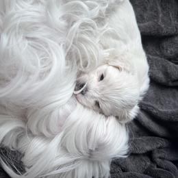 Boy 2 - Maltese puppy from AKC Maltese California