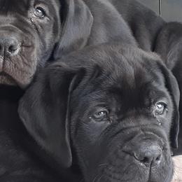 Boerboels from Revelation Boerboels