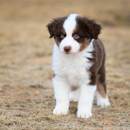 Dealer - Red tri-color male Miniature American Shepherd puppy in Snyder, Texas from RLA Miniature American Shepherds