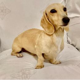Banana - Cream male Dachshund puppy in Santee, California from roxiesminidoxies1