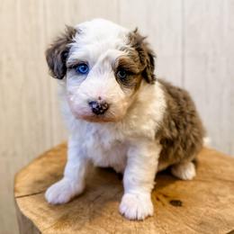 Lucy - Blue merle female Aussiedoodle puppy in Arlington, Washington from Doodle Love Laugh