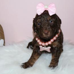 Violet - Phantom female Bernedoodle puppy in Ohio from Moore Doodles