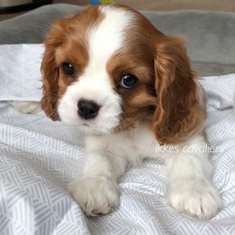 Cavalier King Charles Spaniel Puppies from Ikkes Cavaliers