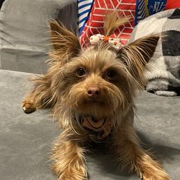 Hazel - Yorkshire Terrier
