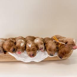 Goldendoodle Puppies from KZ Doodles