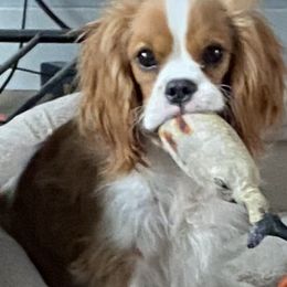 Apollo - Cavalier King Charles Spaniel puppy in Clarkston, Utah from Brookstone Farm