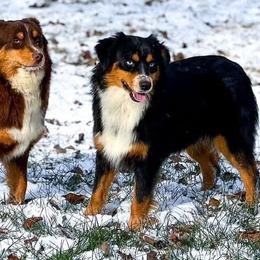 Miniature American Shepherds and Toy Australian Shepherds from Legendmaker MAS