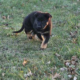 German Shepherd Puppies from Von Thomson Haus