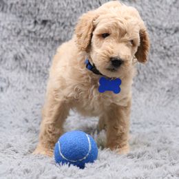 Poodle Puppies from Absolutely Pampered Poodles