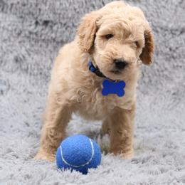 Poodle Puppies from Absolutely Pampered Poodles