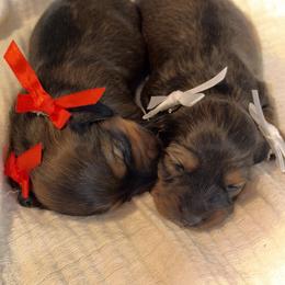 Dachshund Puppies from Weenie Village