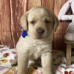 Boy 6 - male Labrador Retriever puppy in Newmanstown, Pennsylvania from Royalty Retrievers