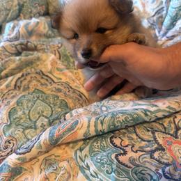 Pomeranian Puppies from Nicholas Teutsch