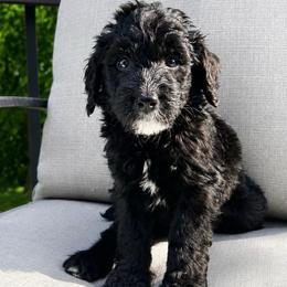 Truffle - Black and white male Bernedoodle puppy in High Point, North Carolina from Kingsfield Doodles