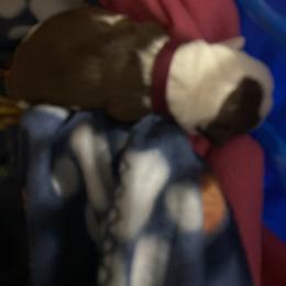 Girl fusia - Brindle and white female Boston Terrier puppy in Taylorsville, North Carolina from Jessica's Boston Terriers