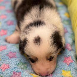 Bliss - Blue merle and white female American Corgi puppy in Nortonville, Kansas from Low Riders Corgis & Mini Aussies