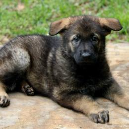 Odin - Sable male German Shepherd puppy in Cumming, Georgia from Cainedelup