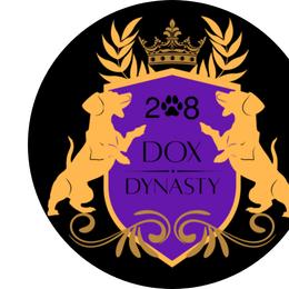 Dachshund Puppies from 208 Dox Dynasty