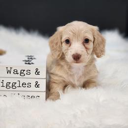 Maya - Cream female Dachshund puppy in Smallett, Missouri from Doxie Holler