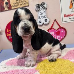 Marvel - Black brown and white male Basset Hound puppy in Pilot Mtn, North Carolina from Lowdown Love Basset Hounds