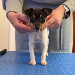 Gray girl - White black and tan female Toy Fox Terrier puppy in Fort Worth, Texas from Blue Line Kennel